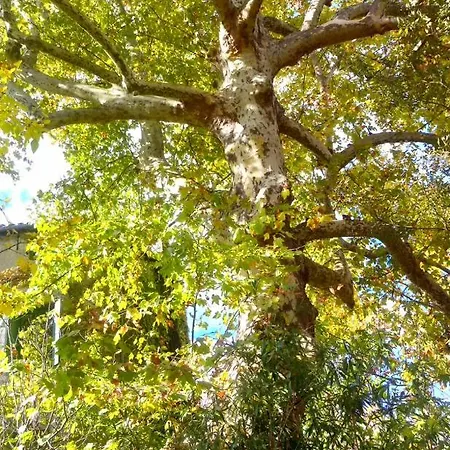 Le Moulin Aux Chandelles 2, Vacances & W-e, Vues Riviere, Montagne & Ville, Tout Confort Deconnecte, Eclairage Bougies, Connexions A 200m Au Centre Le Vigan Gite Les Amoureux De L'arre, Randonnee Chemin De Saint-guilhem-le-desert, Lire Profil Avant R